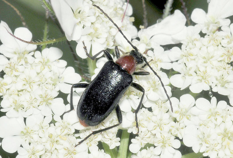 dalla Grecia: Paracorymbia pallens ed altri Cerambycidae